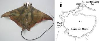 Image result for Aetomylaeus bovinus