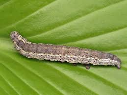 Attēlu rezultāti vaicājumam “Lygephila pastinum”