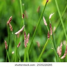Attēlu rezultāti vaicājumam “Eleocharis uniglumis fruit”