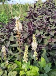 Image result for Silberkerze