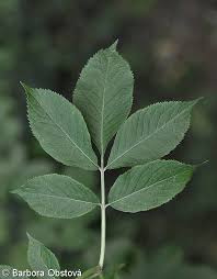 Attēlu rezultāti vaicājumam “Sambucus nigra leaf”