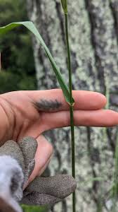 Attēlu rezultāti vaicājumam “Festuca pratensis”