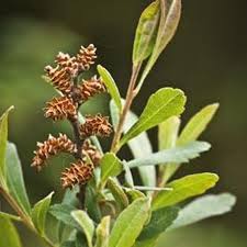 Attēlu rezultāti vaicājumam “Myrica gale bud”