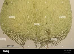 Attēlu rezultāti vaicājumam “Campylium stellatum sporophyte”