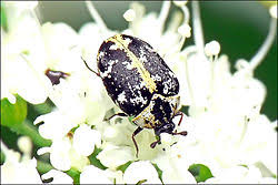 Attēlu rezultāti vaicājumam “Anthrenus scrophulariae”