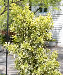 Attēlu rezultāti vaicājumam “Euonymus”