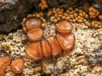 Attēlu rezultāti vaicājumam “Physarum viride var. aurantium”