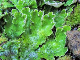 Attēlu rezultāti vaicājumam “Peltigera”