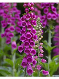 Image result for Fingerhut rot