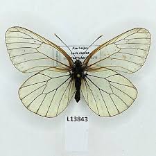 Attēlu rezultāti vaicājumam “Aporia crataegi female”