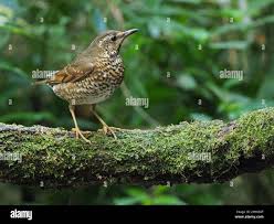 Image result for Zoothera sibirica