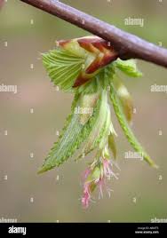 Attēlu rezultāti vaicājumam “Carpinus betulus female flower”