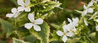 Attēlu rezultāti vaicājumam “Lunaria annua flower”