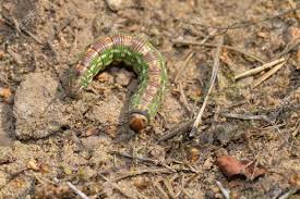 Attēlu rezultāti vaicājumam “Sphinx pinastri larva”