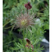 Attēlu rezultāti vaicājumam “Pulsatilla vulgaris”