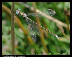 Attēlu rezultāti vaicājumam “Lestes virens”