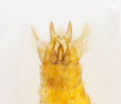 Attēlu rezultāti vaicājumam “Tischeria ekebladella”