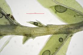 Attēlu rezultāti vaicājumam “Fissidens bryoides”