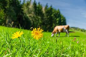 Attēlu rezultāti vaicājumam “Leontodon hispidus flower”