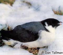 Image result for Synthliboramphus antiquus