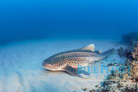 Image result for Stegostoma tigrinum