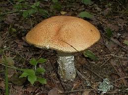 Attēlu rezultāti vaicājumam “Leccinum versipelle”