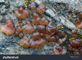 Attēlu rezultāti vaicājumam “Exidia cartilaginea”