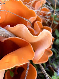 Attēlu rezultāti vaicājumam “Aleuria aurantia”