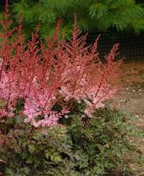 Attēlu rezultāti vaicājumam “Astilbe chinensis bud”