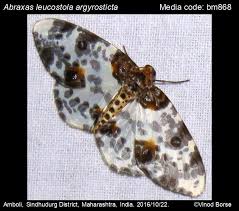 Attēlu rezultāti vaicājumam “Abraxas sylvata imago”