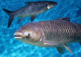 Image result for Hypophthalmichthys nobilis