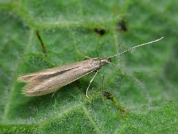 Attēlu rezultāti vaicājumam “Coleophoridae”