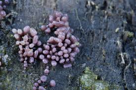 Attēlu rezultāti vaicājumam “Ascocoryne sarcoides”