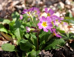 Attēlu rezultāti vaicājumam “Primula x polyantha”