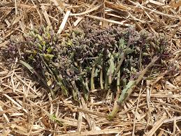 Attēlu rezultāti vaicājumam “Allium scorodoprasum bud”