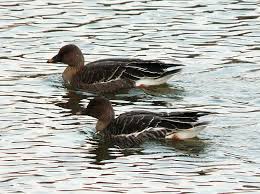 Attēlu rezultāti vaicājumam “Anser serrirostris”