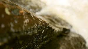 Attēlu rezultāti vaicājumam “Brefeldia maxima plasmodium”