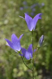 Attēlu rezultāti vaicājumam “Campanula patula”