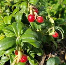Attēlu rezultāti vaicājumam “Vaccinium vitis-idaea”