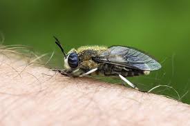 Attēlu rezultāti vaicājumam “Heptatoma pellucens”