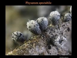 Attēlu rezultāti vaicājumam “Physarum ovisporum”