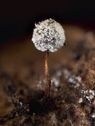 Attēlu rezultāti vaicājumam “Didymium bahiense macro”