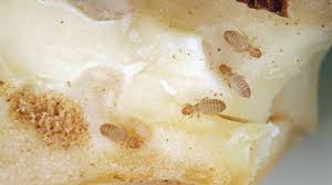 Attēlu rezultāti vaicājumam “Psocoptera”