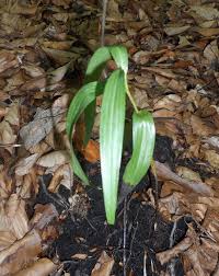 Attēlu rezultāti vaicājumam “Cephalanthera rubra leaf”