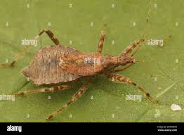 Attēlu rezultāti vaicājumam “Himacerus apterus”