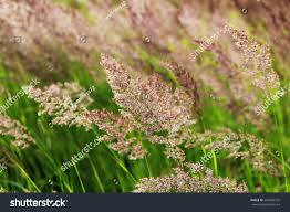 Attēlu rezultāti vaicājumam “Calamagrostis epigeios”
