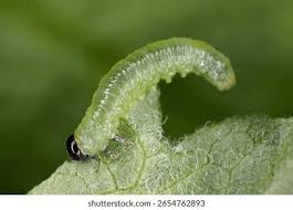 Attēlu rezultāti vaicājumam “Pristiphora maesta larva”