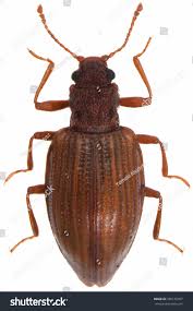 Attēlu rezultāti vaicājumam “Latridiidae”