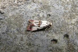 Attēlu rezultāti vaicājumam “Cochylis dubitana”