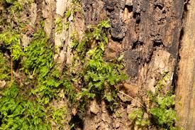 Attēlu rezultāti vaicājumam “Neckera complanata sporophyte”